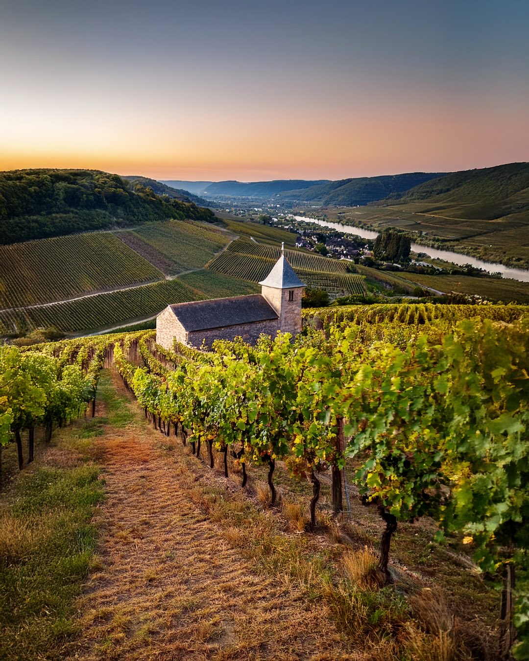 Vacker vingård som representerar Solera Sveriges noggrant utvalda vin till bröllop.